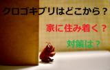 クロゴキブリ 駆除