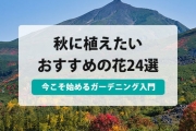 秋に植える花
