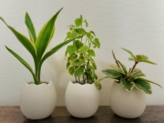 観葉 植物 虫除け