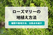 ローズ マリー 地 植え