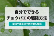 チョウバエ 駆除
