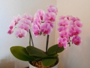 胡蝶 蘭 植え 替え