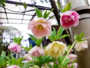 クリスマス ローズ 植え 替え