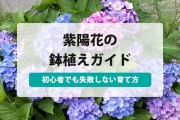 紫陽花 鉢植え