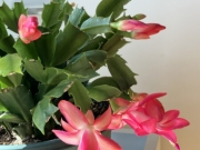 シャコバサボテン 植え 替え