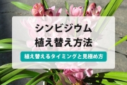 シンビジウム 植え 替え