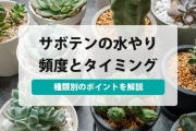 サボテン 水 やり