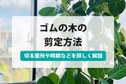 ゴム の 木 剪定