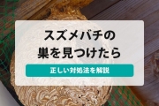 スズメバチ の 巣