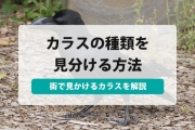 カラス 種類