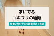 ゴキブリ 種類