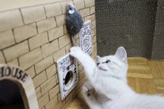 ネズミの嫌いな音