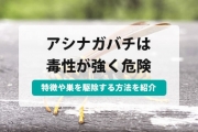 アシナガバチ 巣