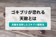 ゴキブリ 天敵