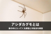 アシダカグモ