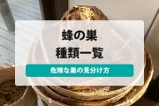蜂の巣 種類