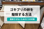 ゴキブリ 卵