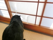 障子 張り替え