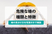 蜂 種類