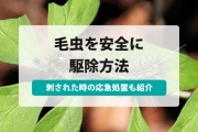 毛虫 駆除
