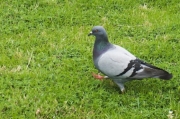 鳩 撃退