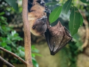 コウモリ駆除
