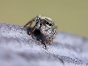 蜘蛛を駆除する方法 蜘蛛が嫌いな香りやホウキで退治しよう すまいのほっとライン