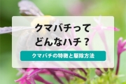 クマバチ