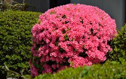 ツツジ 剪定