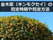 月桂樹 ローリエ の育て方 月桂樹の植え付けや栽培方法や効能をまとめて紹介 すまいのほっとライン