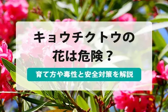 毒花 夏の花木「夾竹桃（キョウチクトウ）」|｜ブログ|三ツ沢公園公式