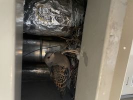 鳩駆除・鳩よけ46772A