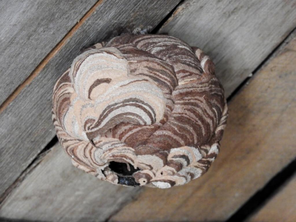 蜂の巣駆除のサービス写真