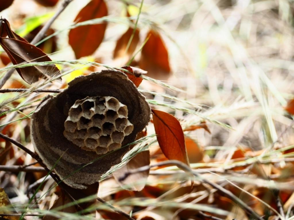 蜂の巣駆除のサービス写真 蜂の巣駆除のサービス写真