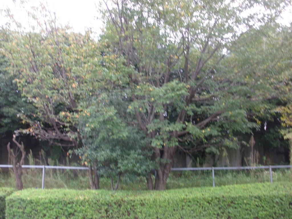 ☆安心！丁寧！満足！信頼出来る様に心がけています★住宅街では充電タイプ使用で静音のサービス写真2