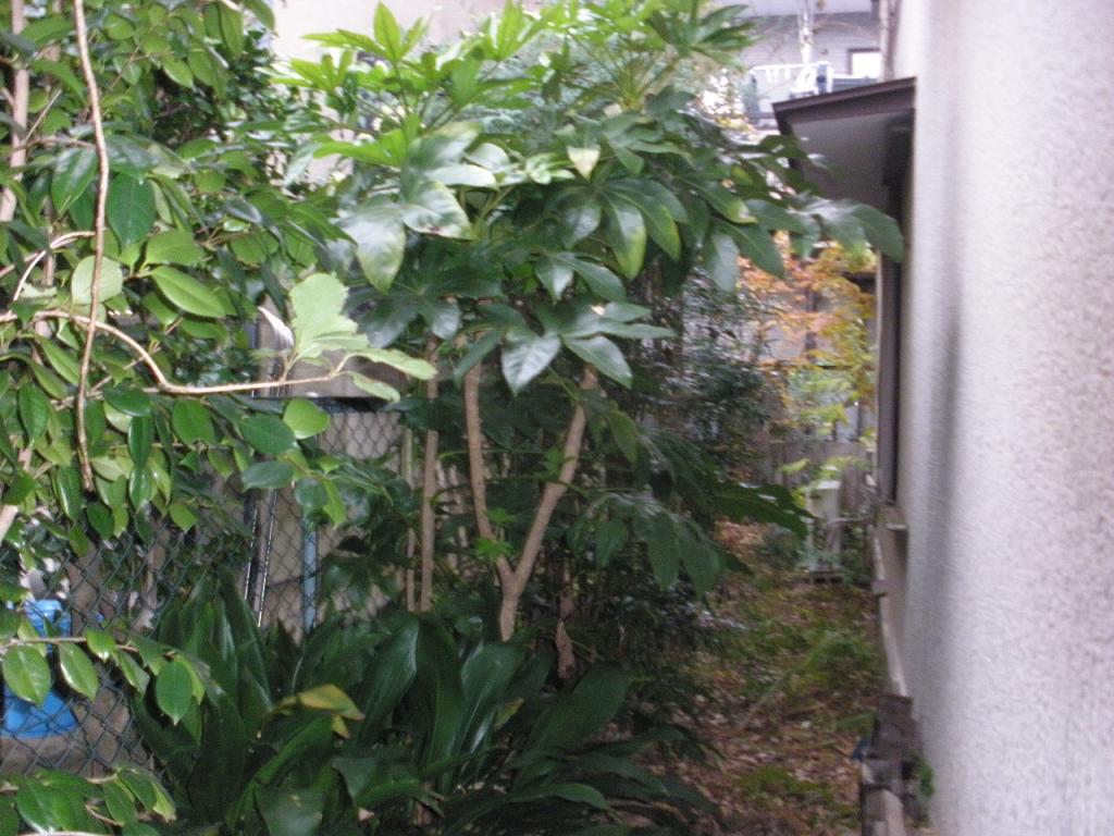 ☆お客様のご要望をしっかりとヒアリング！安心！丁寧！綺麗★庭木をスッキリ★のサービス写真4