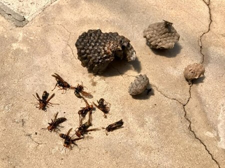 蜂の巣駆除のサービス写真