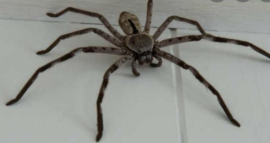 カメムシや蜘蛛を寄せ付けないコーティング クモ駆除 すまいのホットライン