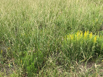 草刈り（草刈り機）のサービス写真