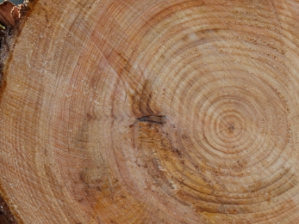 庭木の伐採・抜根のサービス写真