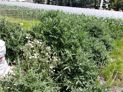 草刈り（草刈り機）のサービス写真