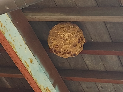 蜂の巣駆除のサービス写真