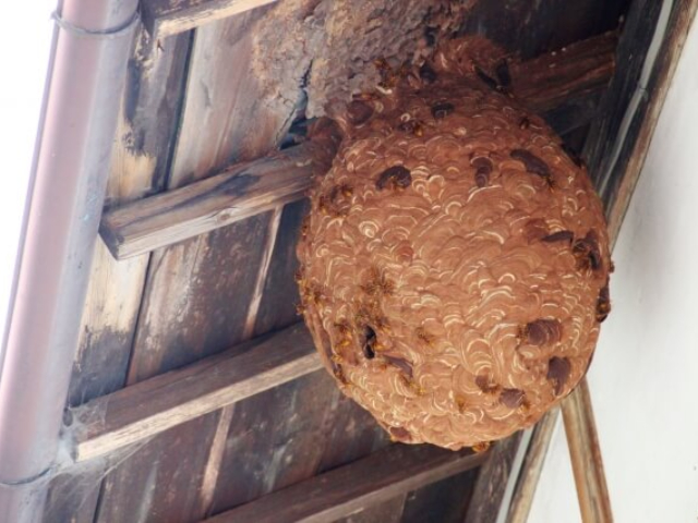 蜂の巣駆除のサービス写真