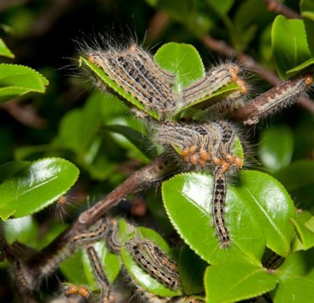 年中無休 チャドクガ 毛虫の駆除を承ります 毛虫 チャドクガ駆除 すまいのほっとライン