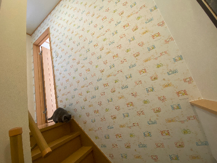 残り9名です！壁紙、一面だけのアクセント貼りなど！先着10名半額