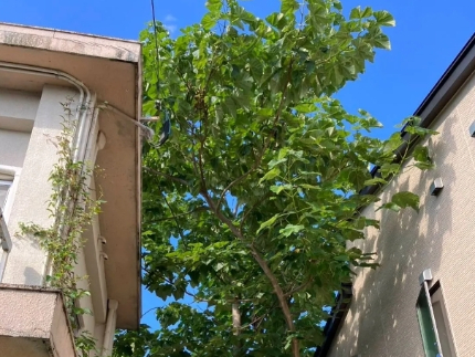 庭木の伐採・抜根のサービス写真 庭木の伐採・抜根のサービス写真