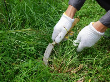 草むしり(手作業)のサービス写真 草むしり(手作業)のサービス写真