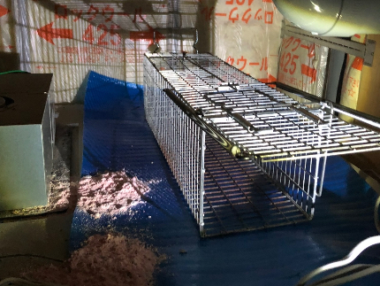 ハクビシン・アライグマ・イタチ駆除のサービス写真