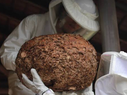 蜂の巣駆除のサービス写真