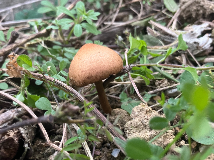 草刈り(草刈り機)のサービス写真 草刈り(草刈り機)のサービス写真